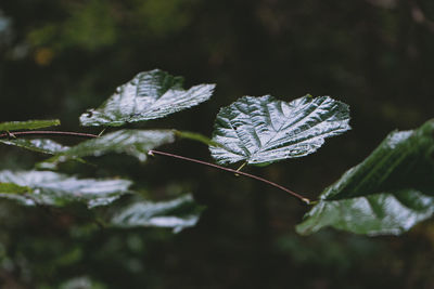 Close-up of plant leaves during winter