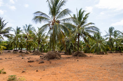 A large plantation of coconut palms and huts on the shores of the indian ocean, watamu. kenya