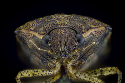 Close-up of an animal head