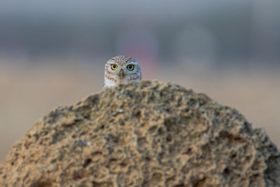Close-up of a lettel peeping owl 