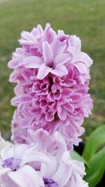 Close-up of pink flowers