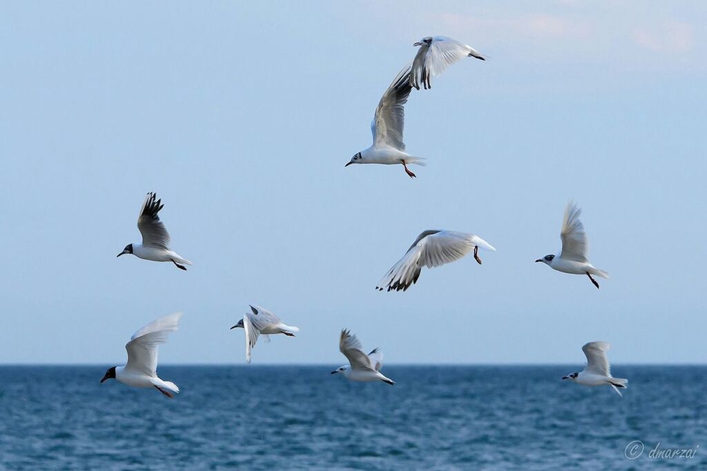 bird, animal themes, animals in the wild, flying, wildlife, seagull, spread wings, sea, water, mid-air, sky, nature, zoology, vertebrate, flock of birds, togetherness, horizon over water, freedom, beauty in nature, medium group of animals
