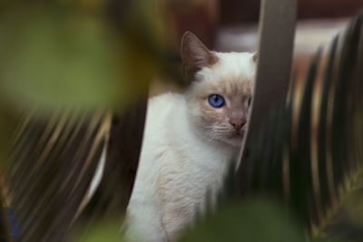 Close-up of cat looking away