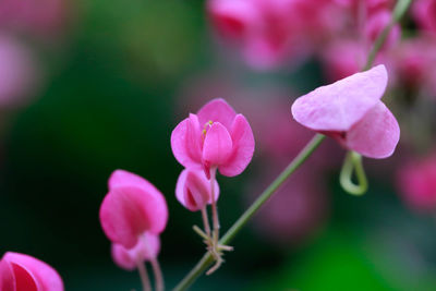 Close-up of pink flowering plant