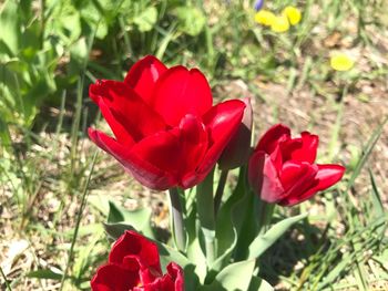 Close-up of red flower blooming outdoors