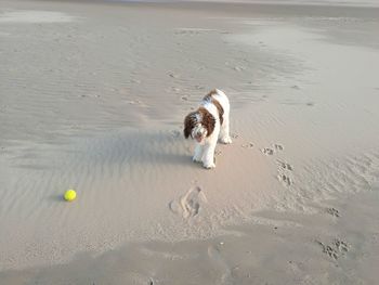 High angle view of dog with ball on beach