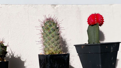 Close-up of potted cactus plant against wall