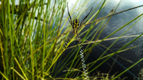 Kalimantan forest spider