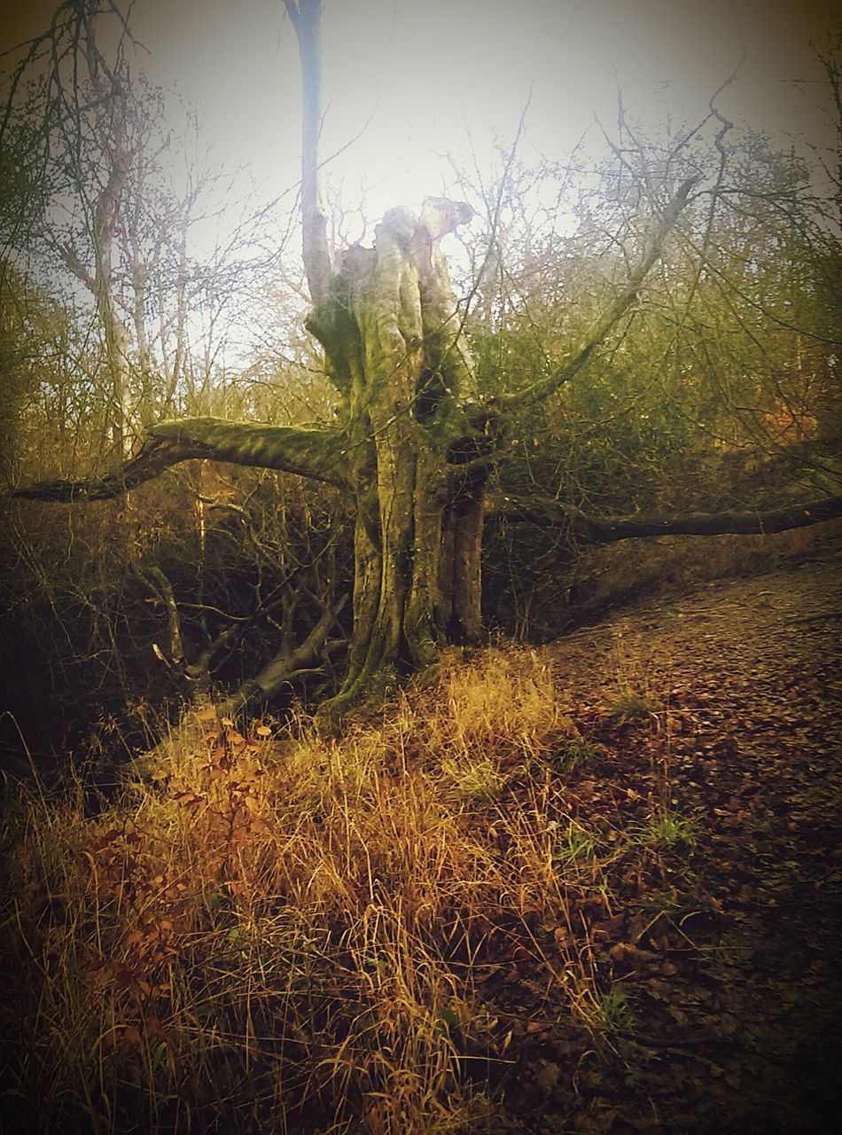 tree, grass, tranquility, growth, nature, tree trunk, plant, sunlight, field, branch, tranquil scene, bare tree, day, no people, built structure, outdoors, fence, park - man made space, shadow, grassy