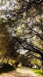 Trees in park