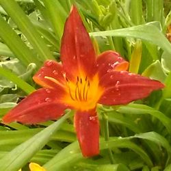 Close-up of red flower