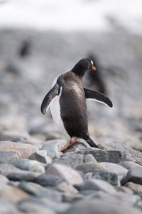 Gentoo penguin