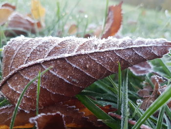 Close-up of water drops on plant during winter