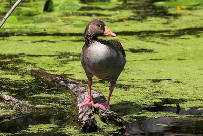 Bird perching on rock in lake