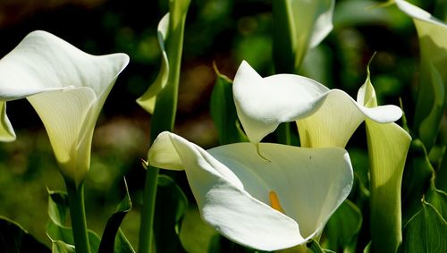 Close-up of white flowering plants