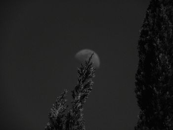 Low angle view of bare trees against sky at night