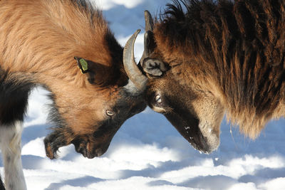 Close-up of goats