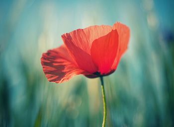 Close-up of red poppy flower