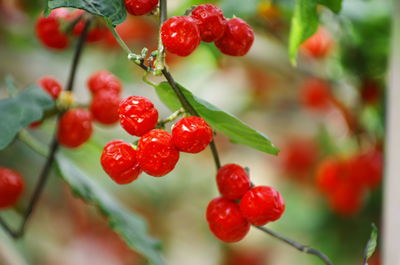 Close-up of red cherries growing on tree