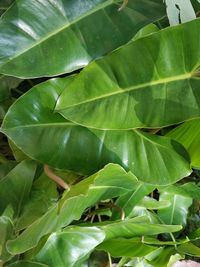 Full frame shot of green leaves
