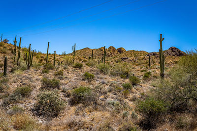 Plants growing on land against blue sky