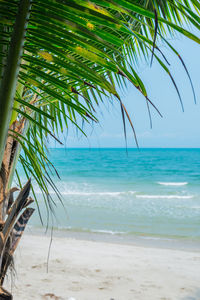 Close-up of palm tree on beach against sky