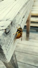 Close-up of bee on wood