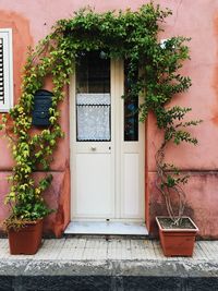 Potted plants on window of building