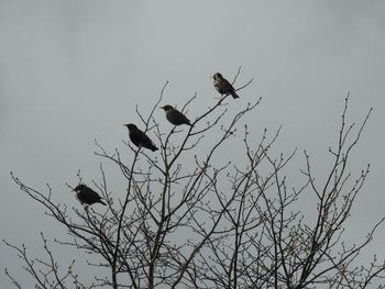 Low angle view of birds flying against sky