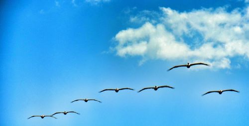 Low angle view of birds flying against blue sky