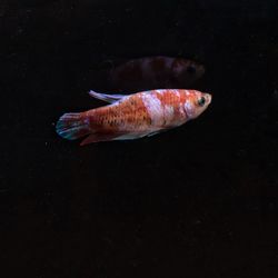 Close-up of fish swimming in sea