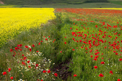 Red poppy flowers on field