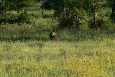 View of animals in forest