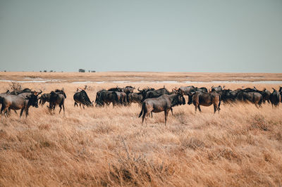 Horses in a field