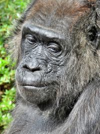 Close-up portrait of a gorilla 