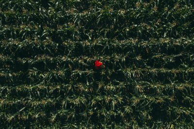 Full frame shot of plants growing on field