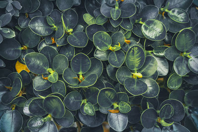 Full frame shot of leaves floating on water