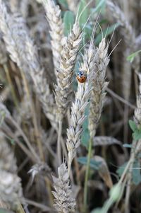 High angle view of ladybug on plant