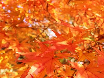 Close-up of leaves