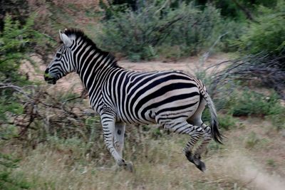 Zebra standing in a field