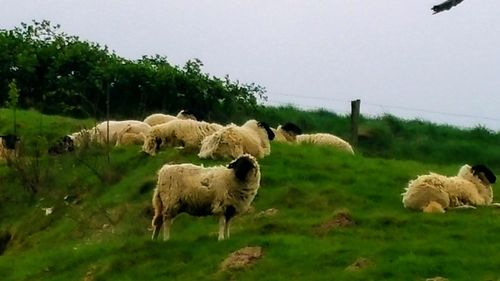 Sheep grazing on field against clear sky