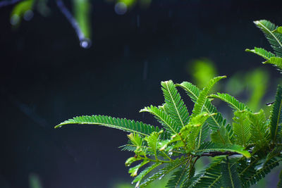 Close-up of wet plant