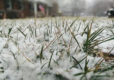 Plant growing on field
