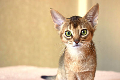 Close-up portrait of  abyssinian cat against yellow wall