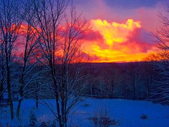 Silhouette of bare trees on snow covered landscape