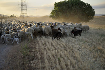 Group of ram on country road followed by two dogs at the end of the herd