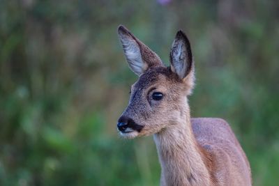 Close-up portrait of deer