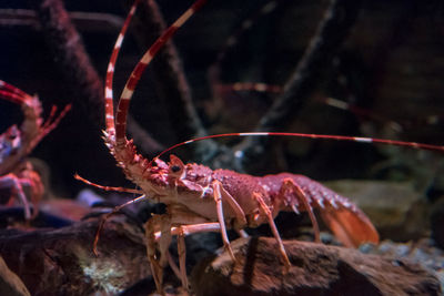 Close-up of insect against blurred background