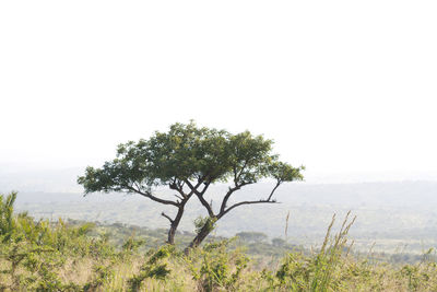 Scenic view of trees against clear sky