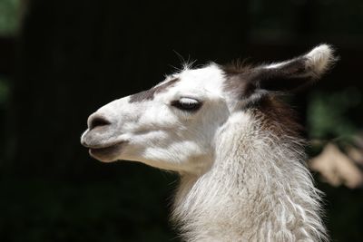 Profile view of llama on sunny day